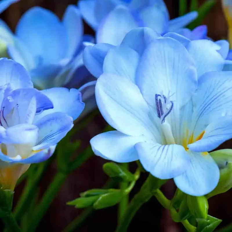 Freesia Double Bleu