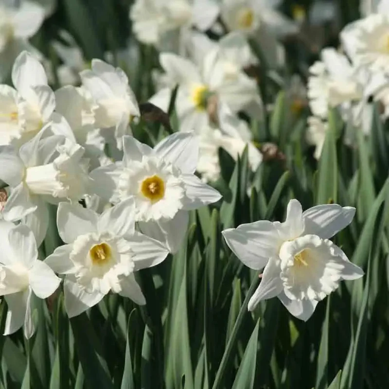 Narcisse Trompette Mount Hood