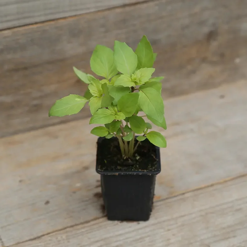 Basilic Anis Plant -