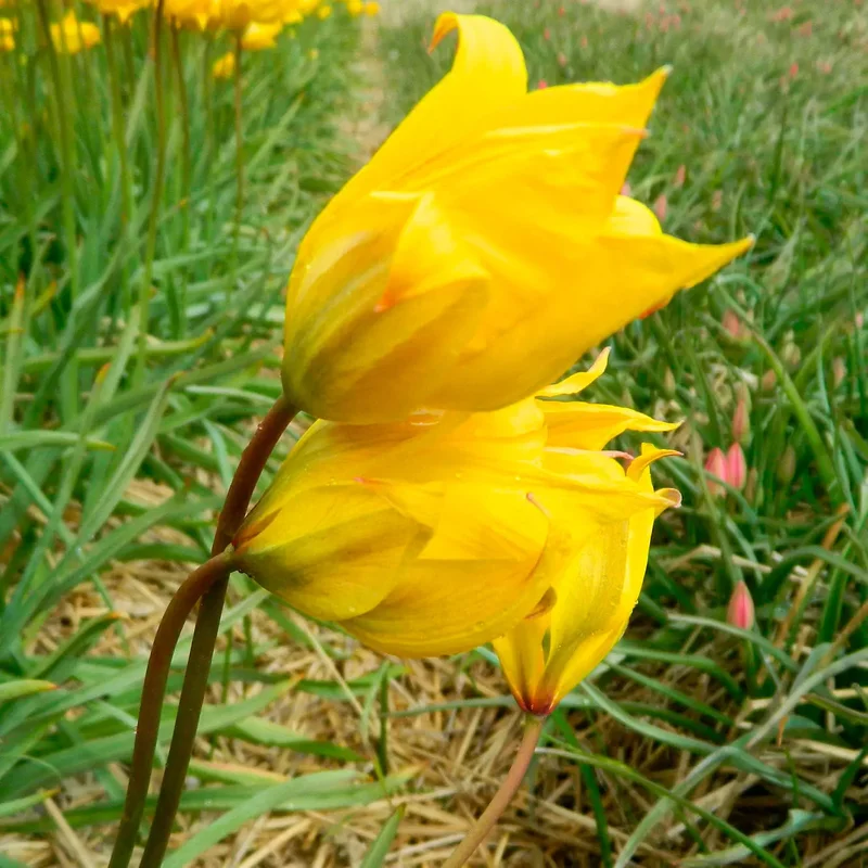 Tulipe Sylvestris