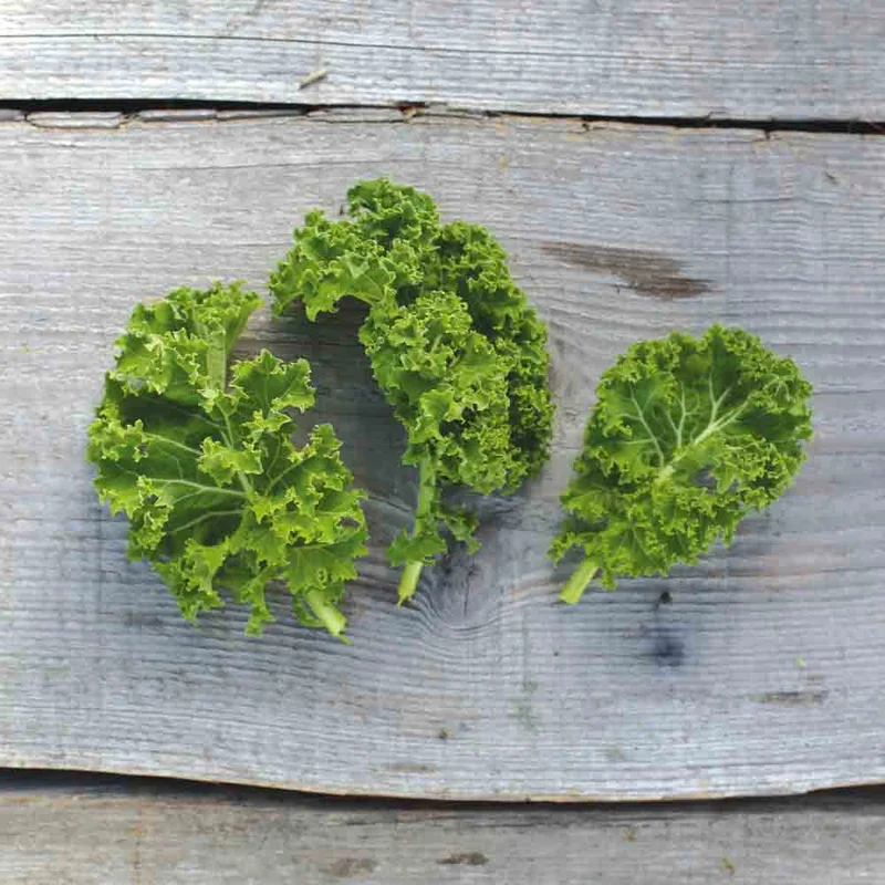 Chou Frise Kale Demi-nain De Westland