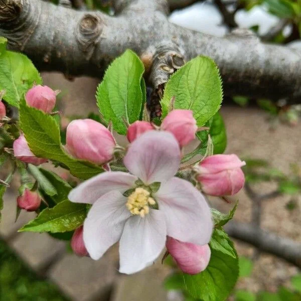 Pommier sauvage