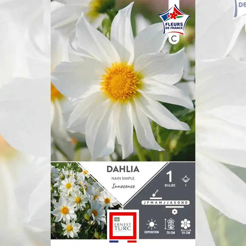 Dahlia Nain Simple Innocence