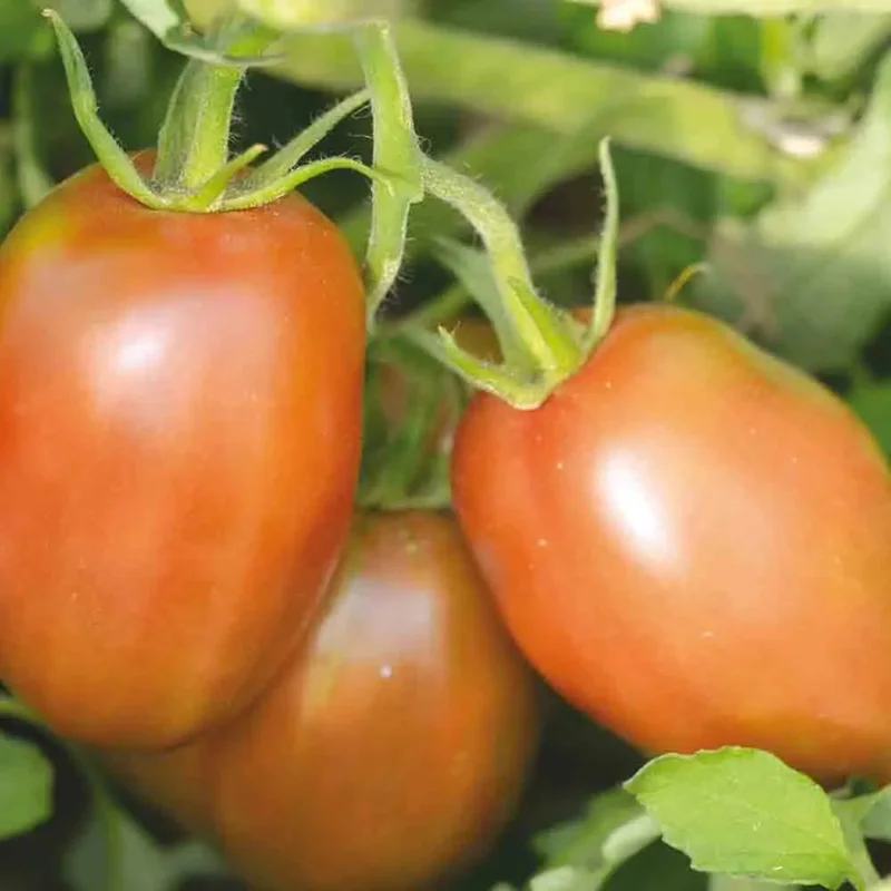 Tomate Purple Russian