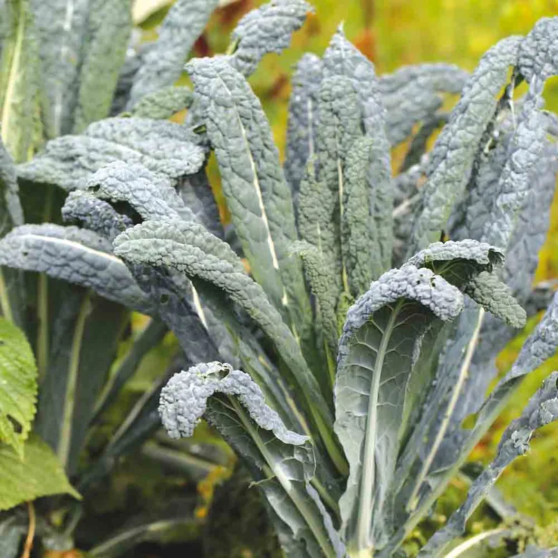 Chou Frise Kale Lacinato Ou Chou Palmier Nero Di Toscana