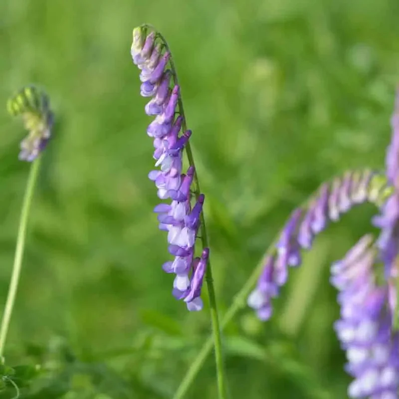 Vesce De Cerdagne Ou D'hiver 150 G