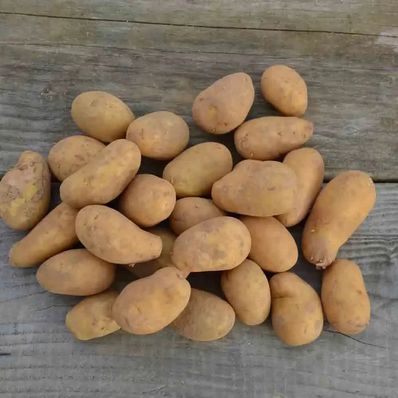 Pomme De Terre Blanche