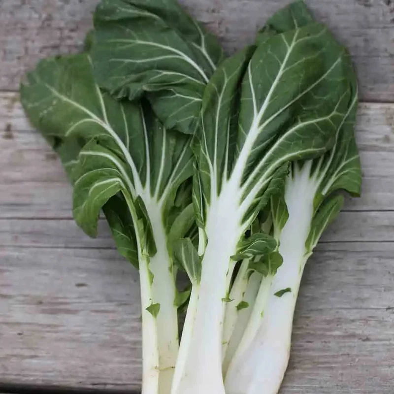 Poiree Verte A Carde Blanche 2