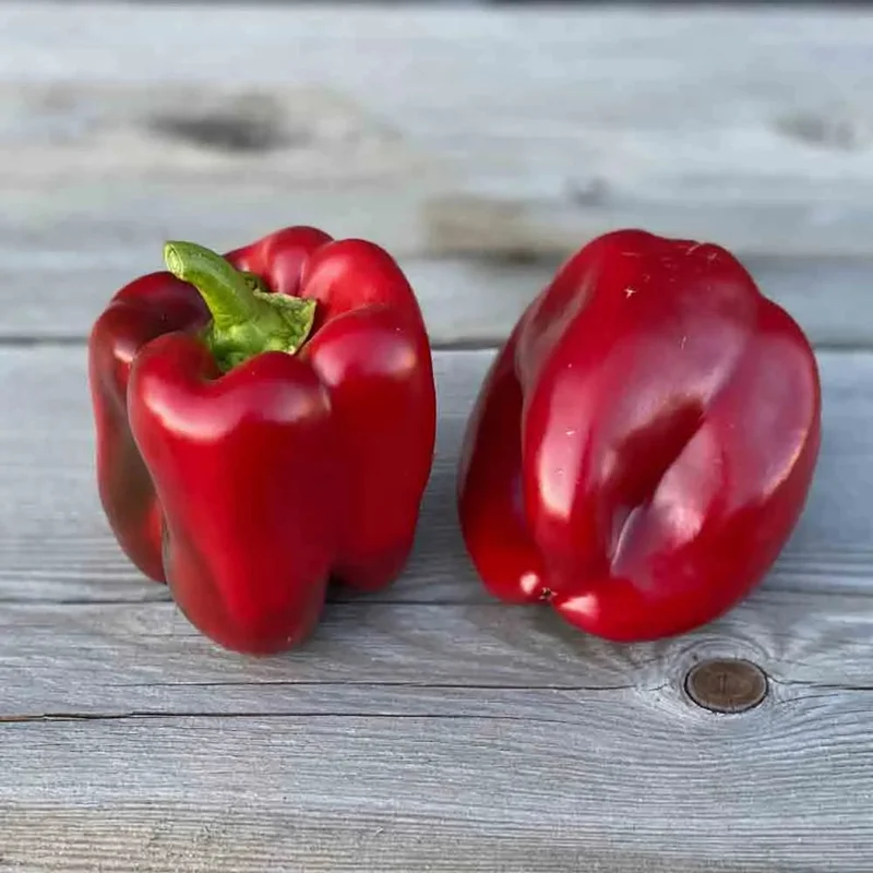 Poivron Carre D'asti Rouge