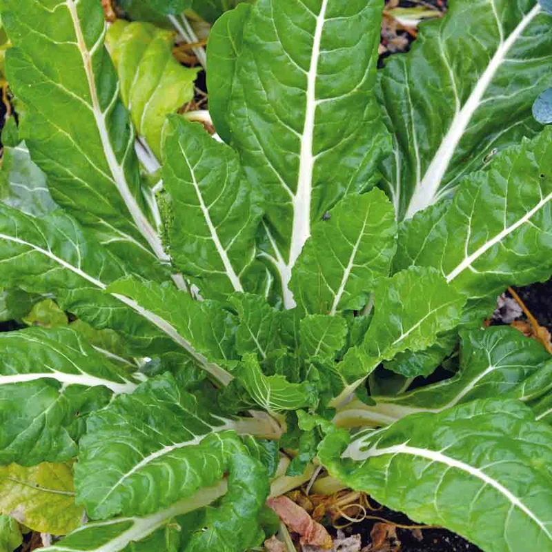 Poiree Compacta Verde