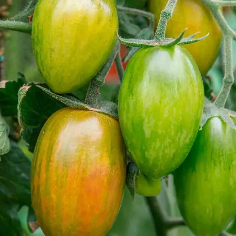 Tomate Artisan Lucky Tiger