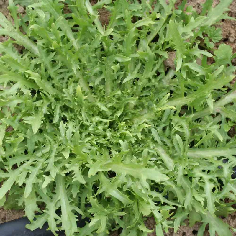 Chicoree Frisee Fine De Louviers