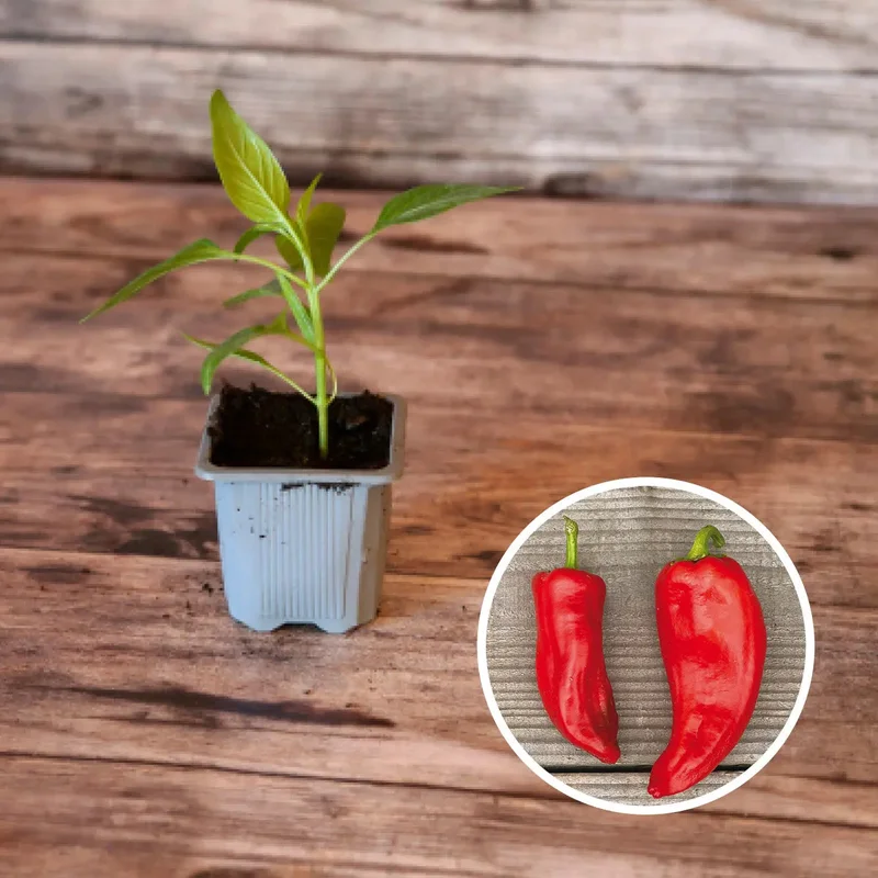 Poivron Di Toro Rosso Plant