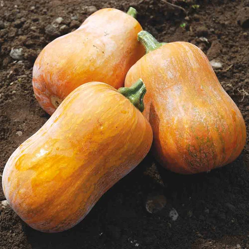 Courge Musquee Honeynut