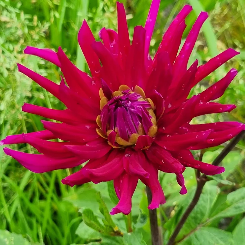 Dahlia Cactus Orfeo