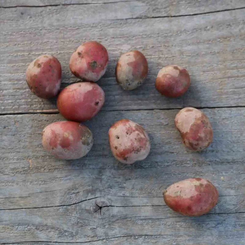 Pomme De Terre Alouette