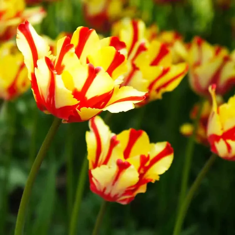 Tulipe Perroquet Texas Flame