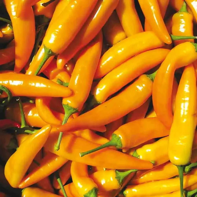 Poivron Tequila Sunrise