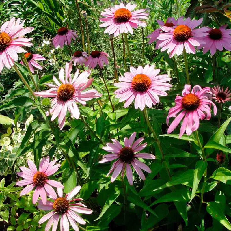 Echinacee Rose