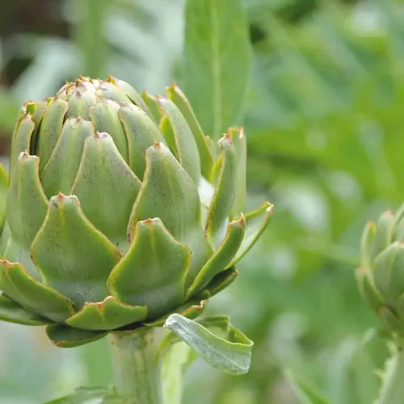Artichaut Gros Vert De Laon