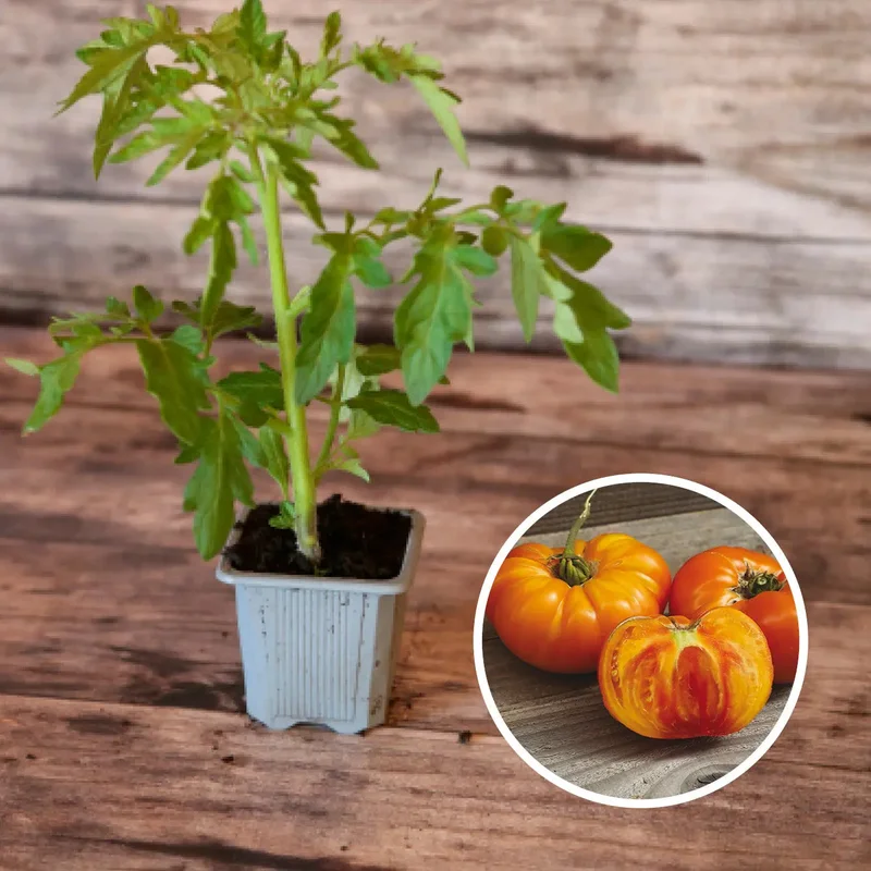 Tomate Ananas Plant