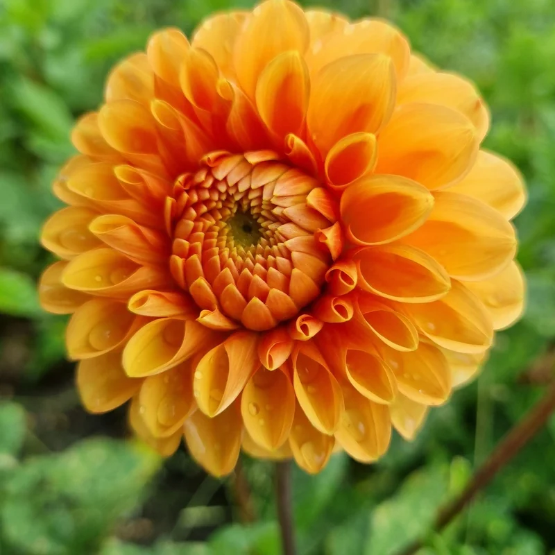 Dahlia Pompon Sylvia