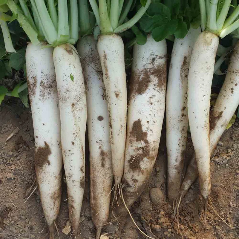Radis Daikon Lungo Bianco