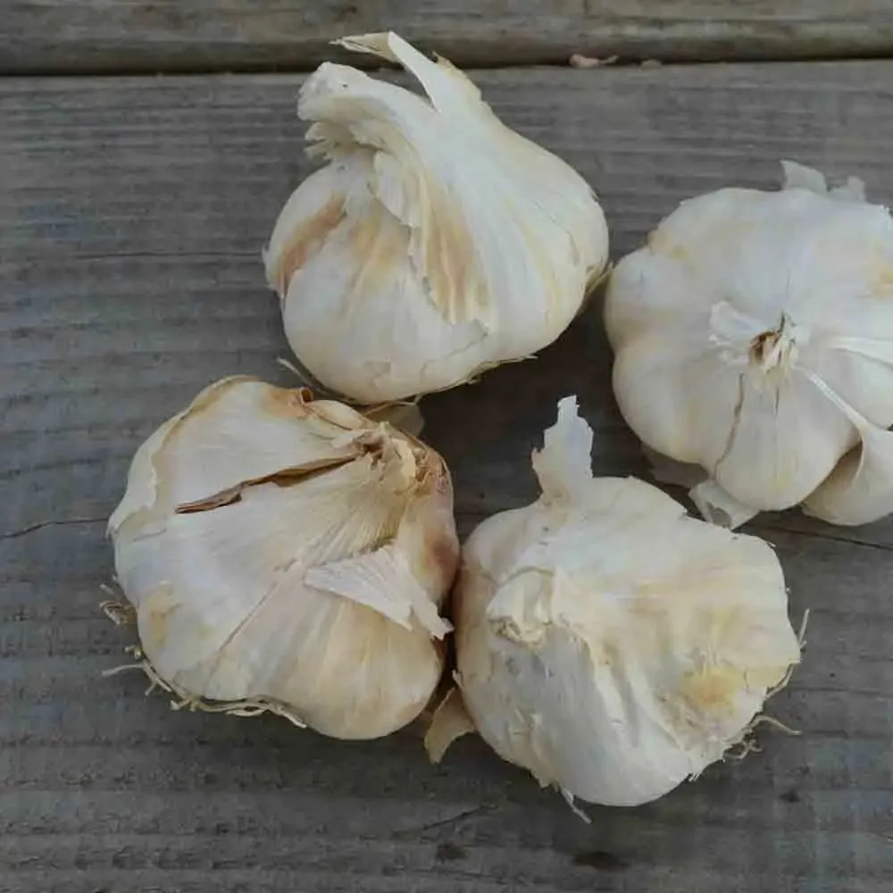 Ail Blanc Thermidrome