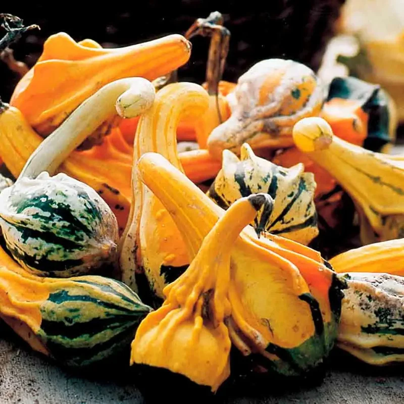 Coloquintes Indian Mix