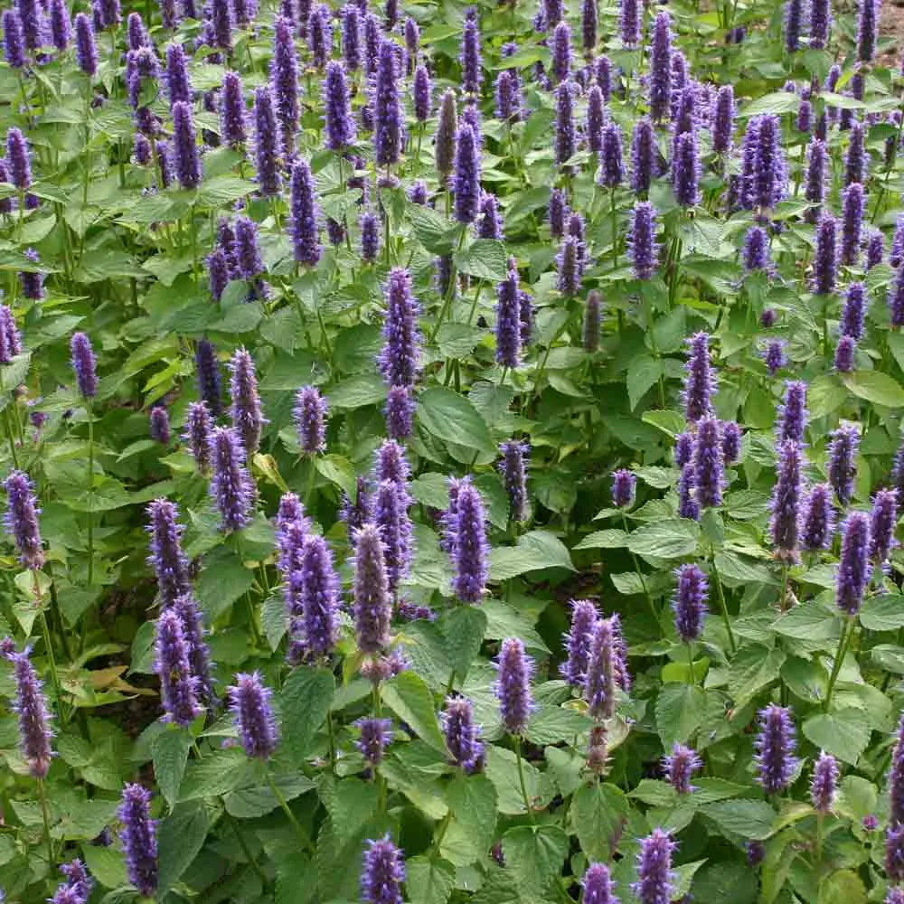 Agastache Anisee