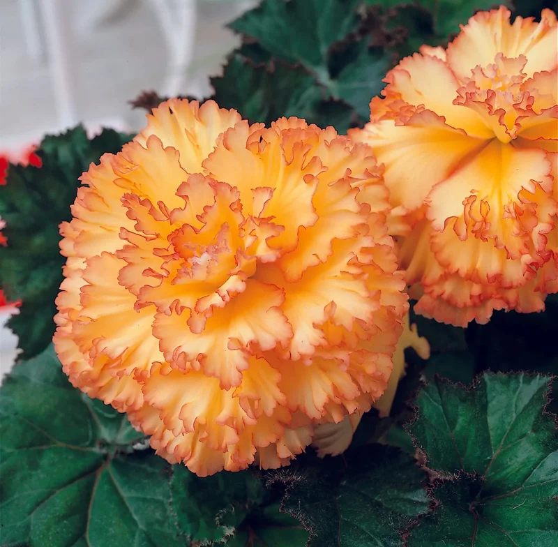 Bégonia Prima Donna Aurore