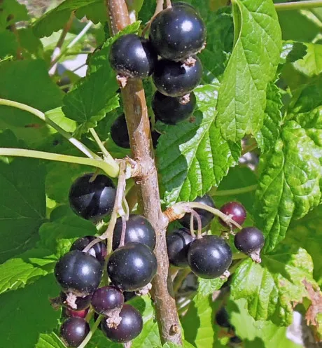 Cassis 'Black Marble'