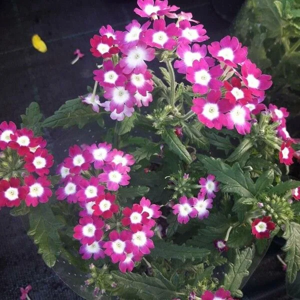 Verveine
