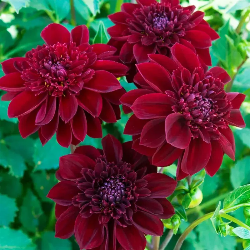 Dahlia Alveolé Mystere