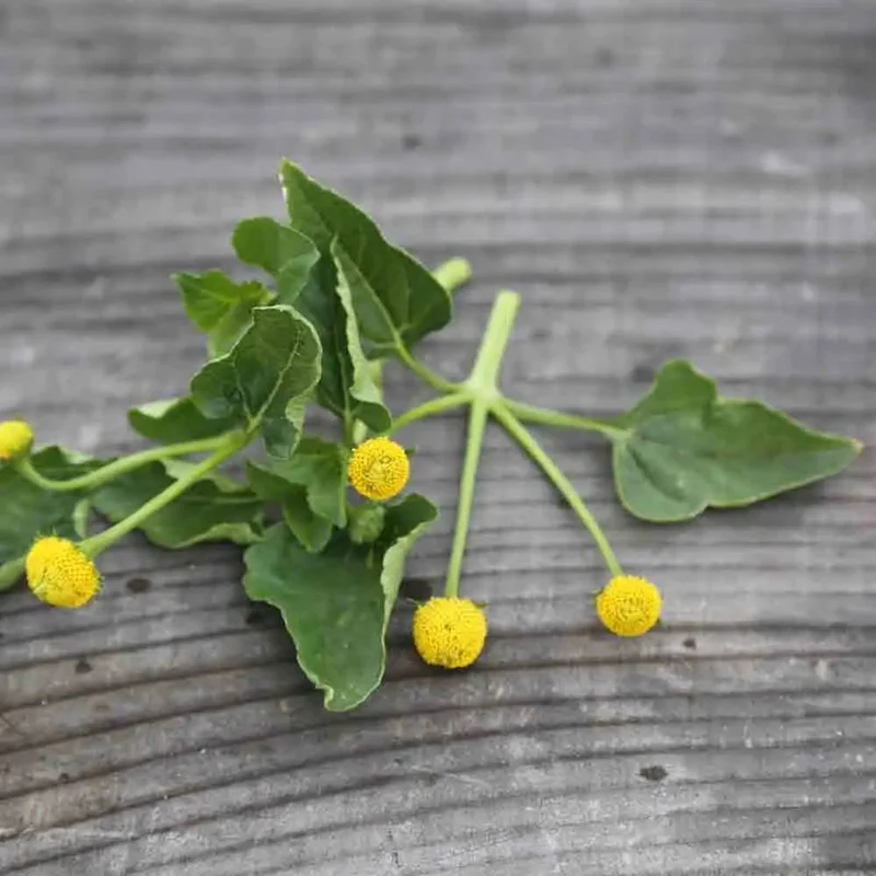 Cresson De Para Jaune Bredy Mafana