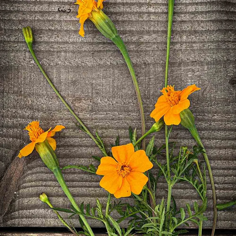 Oeillet D'inde Sauvage Ou Tagetes Patula
