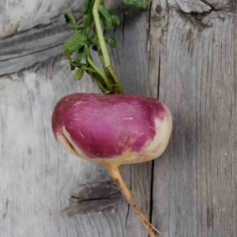 Navet D'auvergne Hâtif