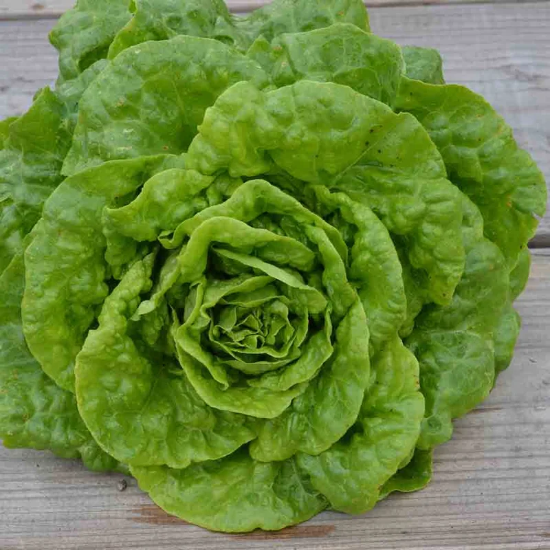 Laitue Romaine Verte Grasse