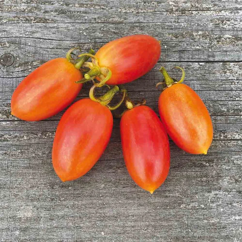 Tomate Maglia Rossa