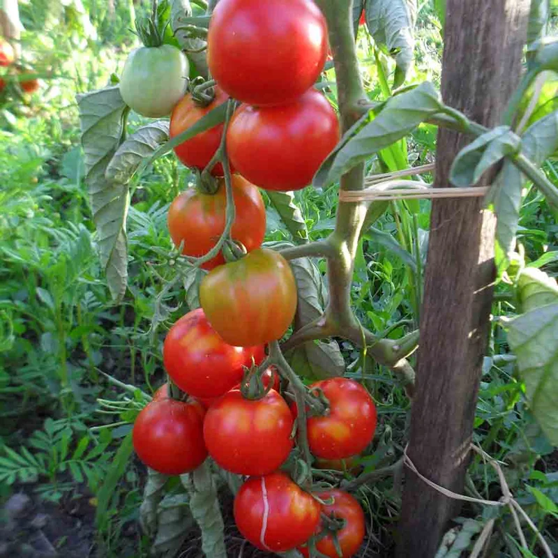 Tomate Glacier