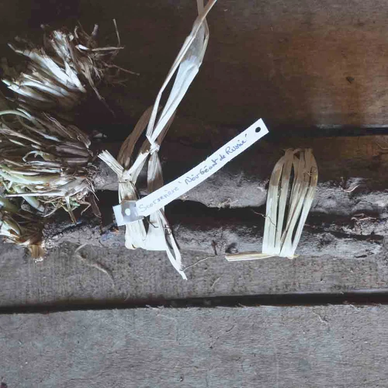 Scorsonere Geante Noire De Russie