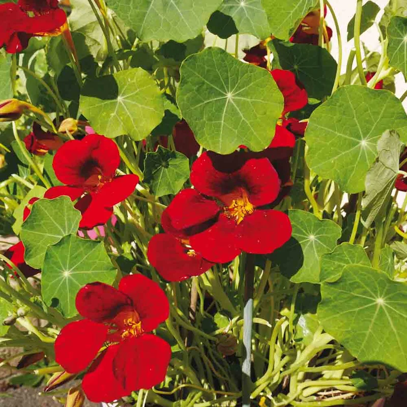 Capucine Naine Black Velvet