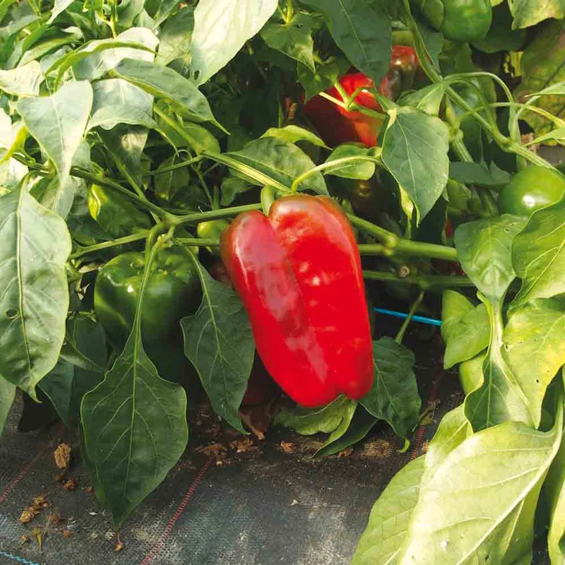 Poivron Doux D'espagne