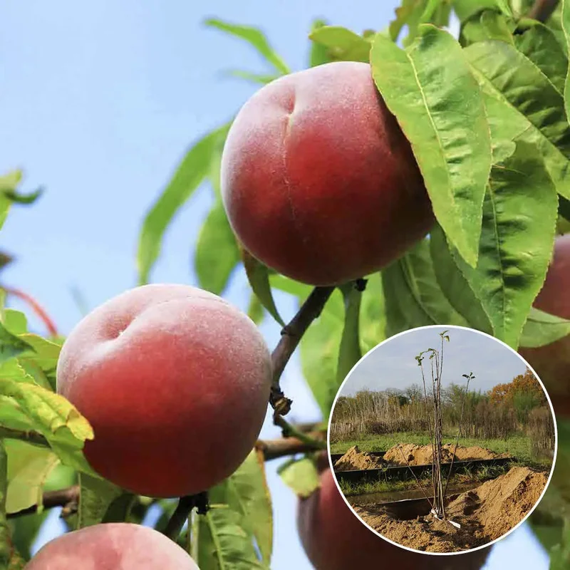 Pecher Grosse Mignonne