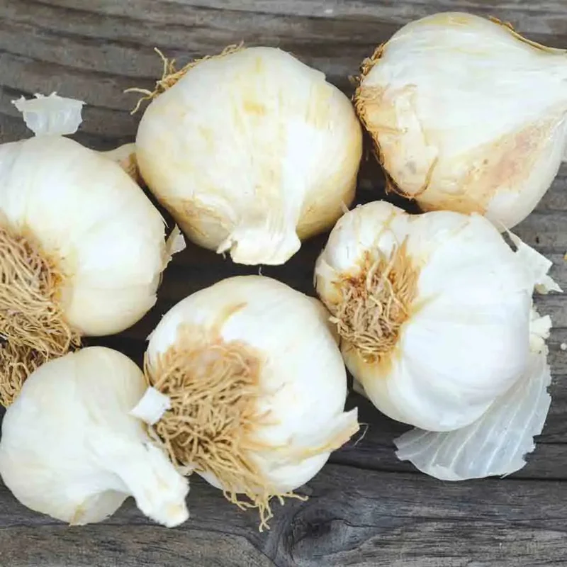 Ail Rose Sans Baton Cledor