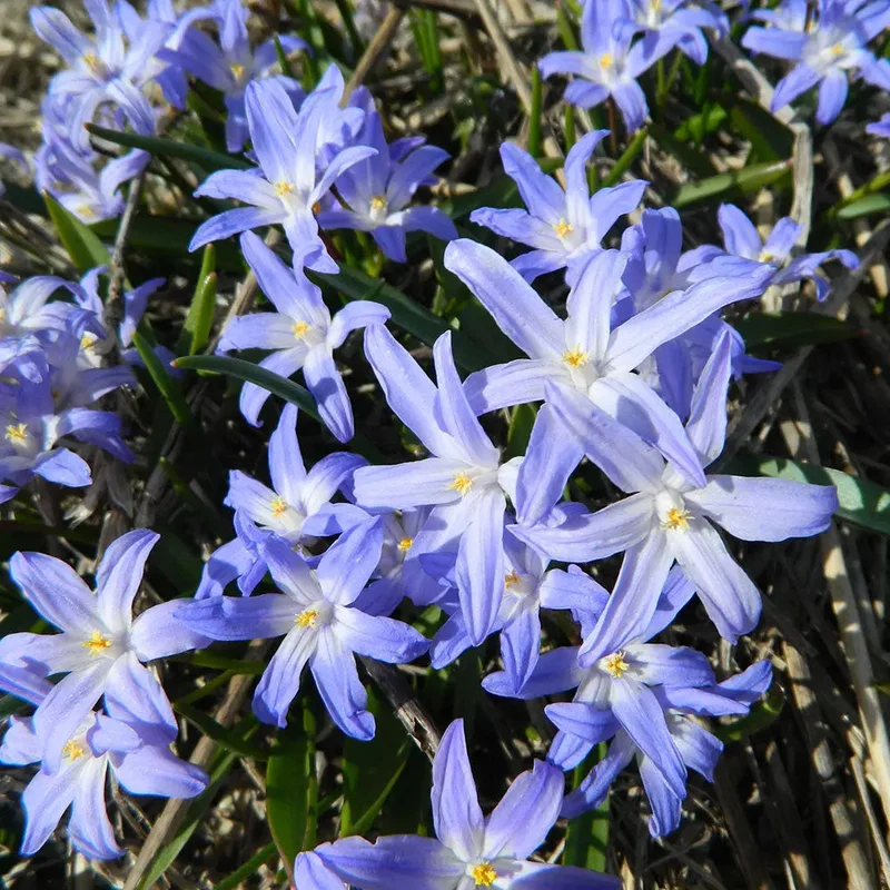Chionodoxa Forbesii 'blue' Gloire Des Neiges
