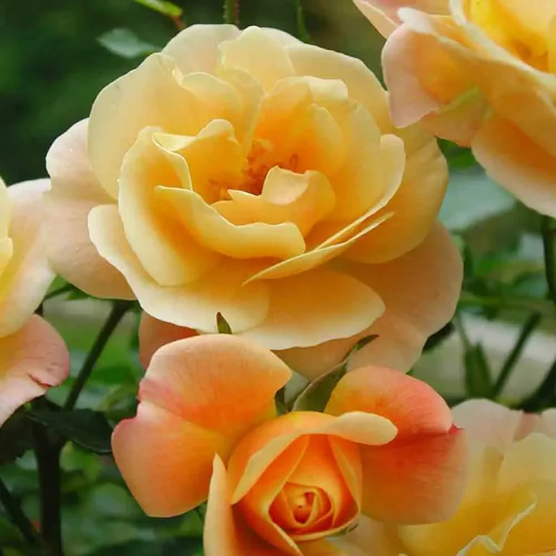 Rosier Calizia, Decorosier® - Couvre-sol