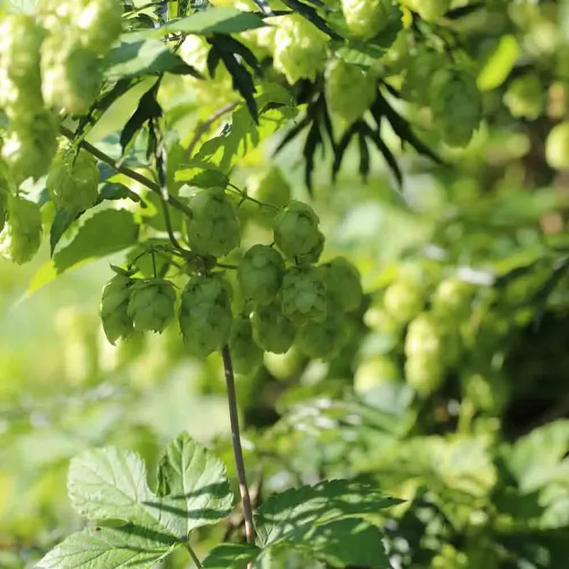 Houblon