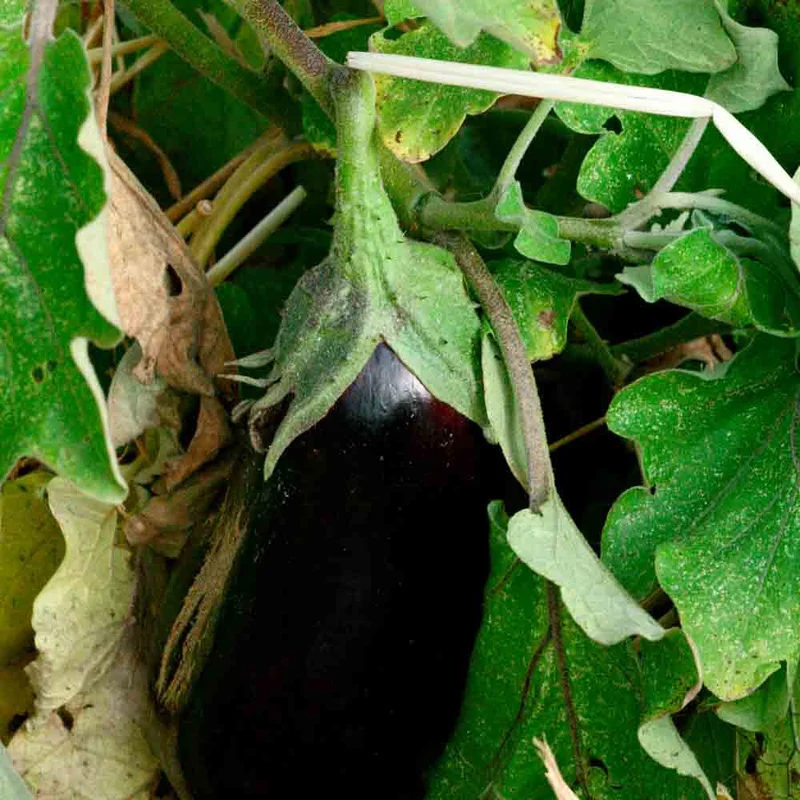 Aubergine Black Diamond