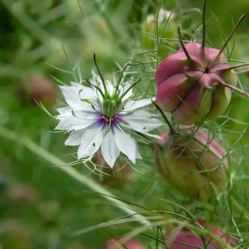 Nigelle De Damas Blanche A Capsule Rouge